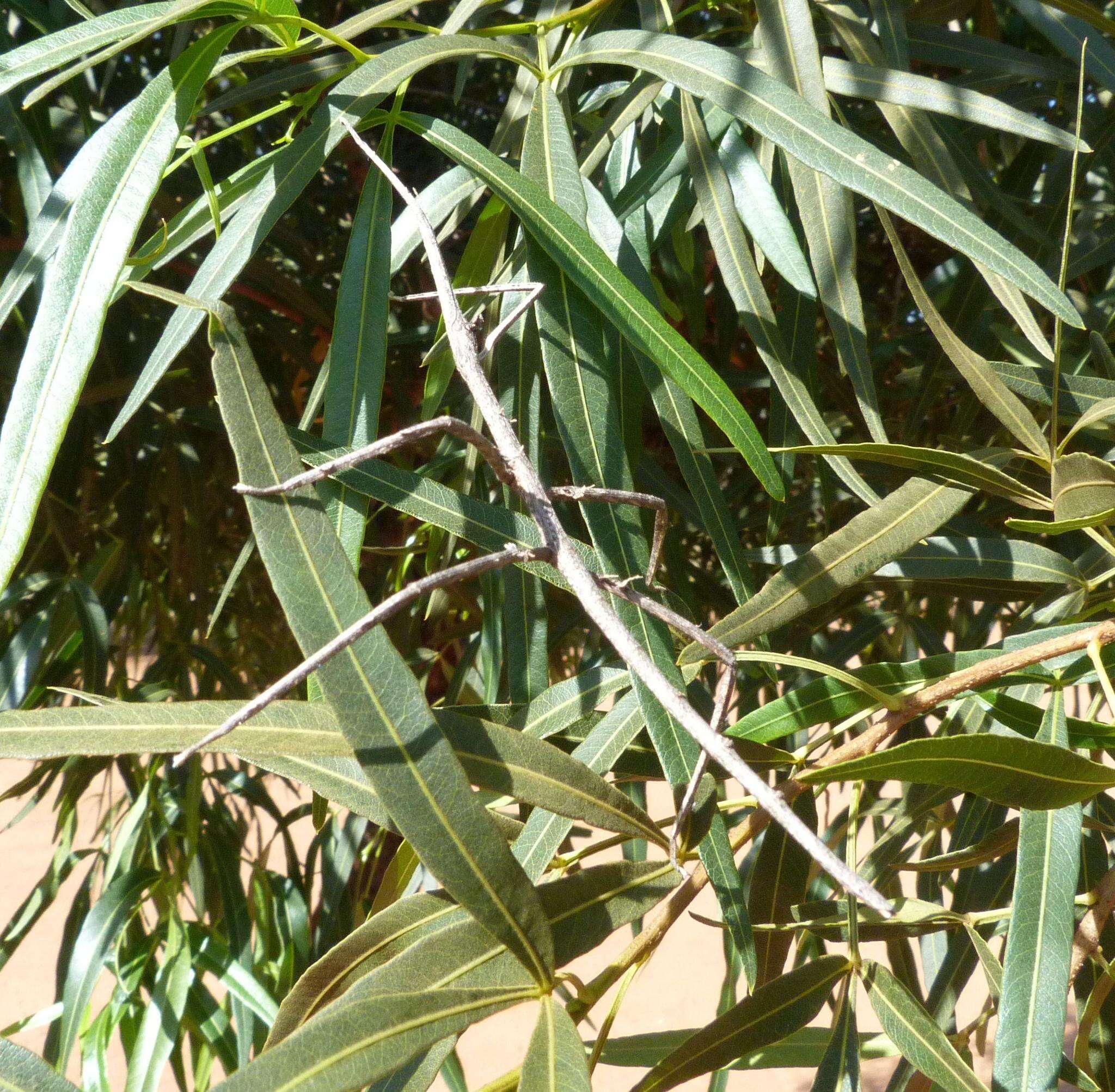 Image of Bactrododema tiaratum Stål 1858