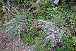 Image of leafy reedgrass