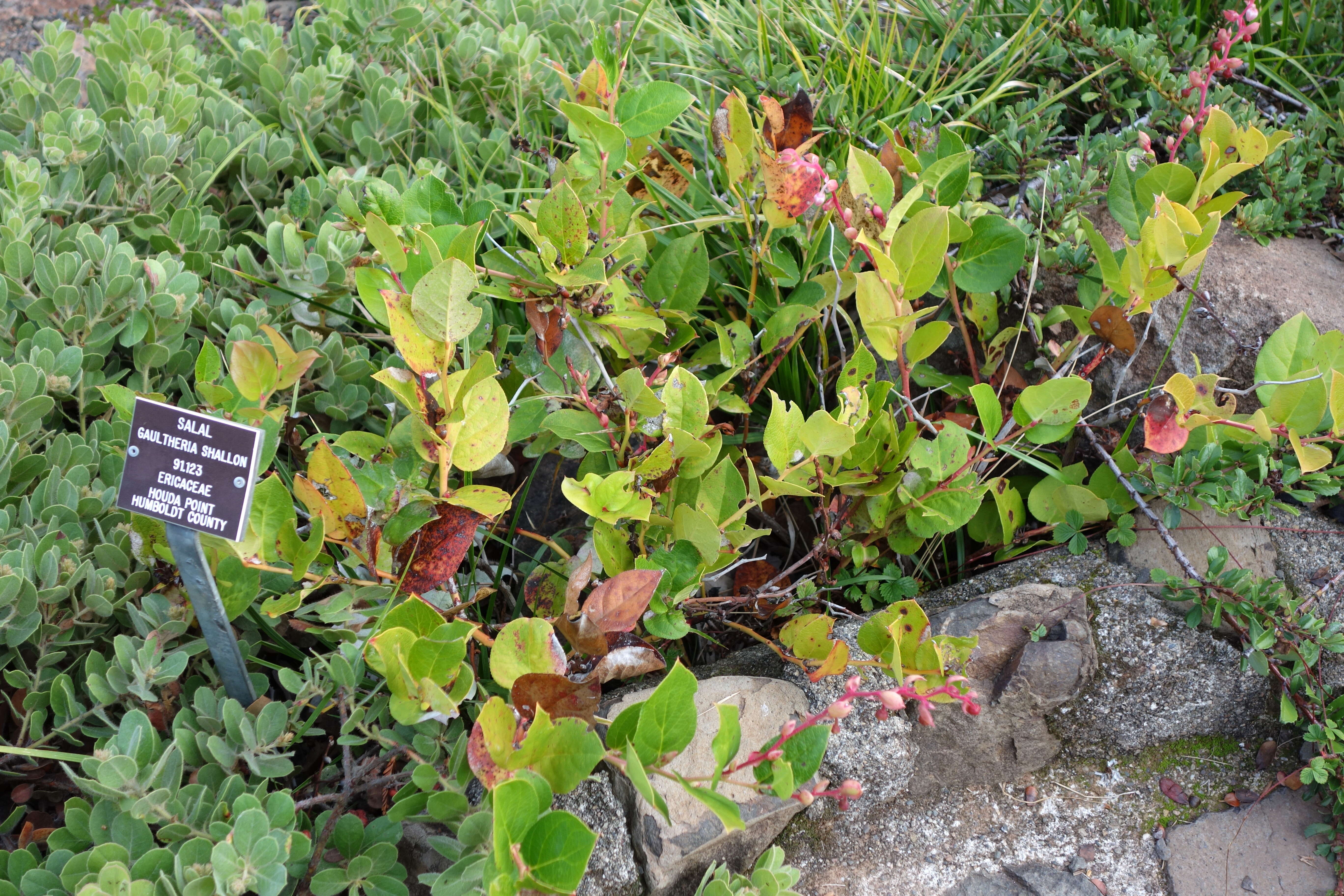 Image of salal