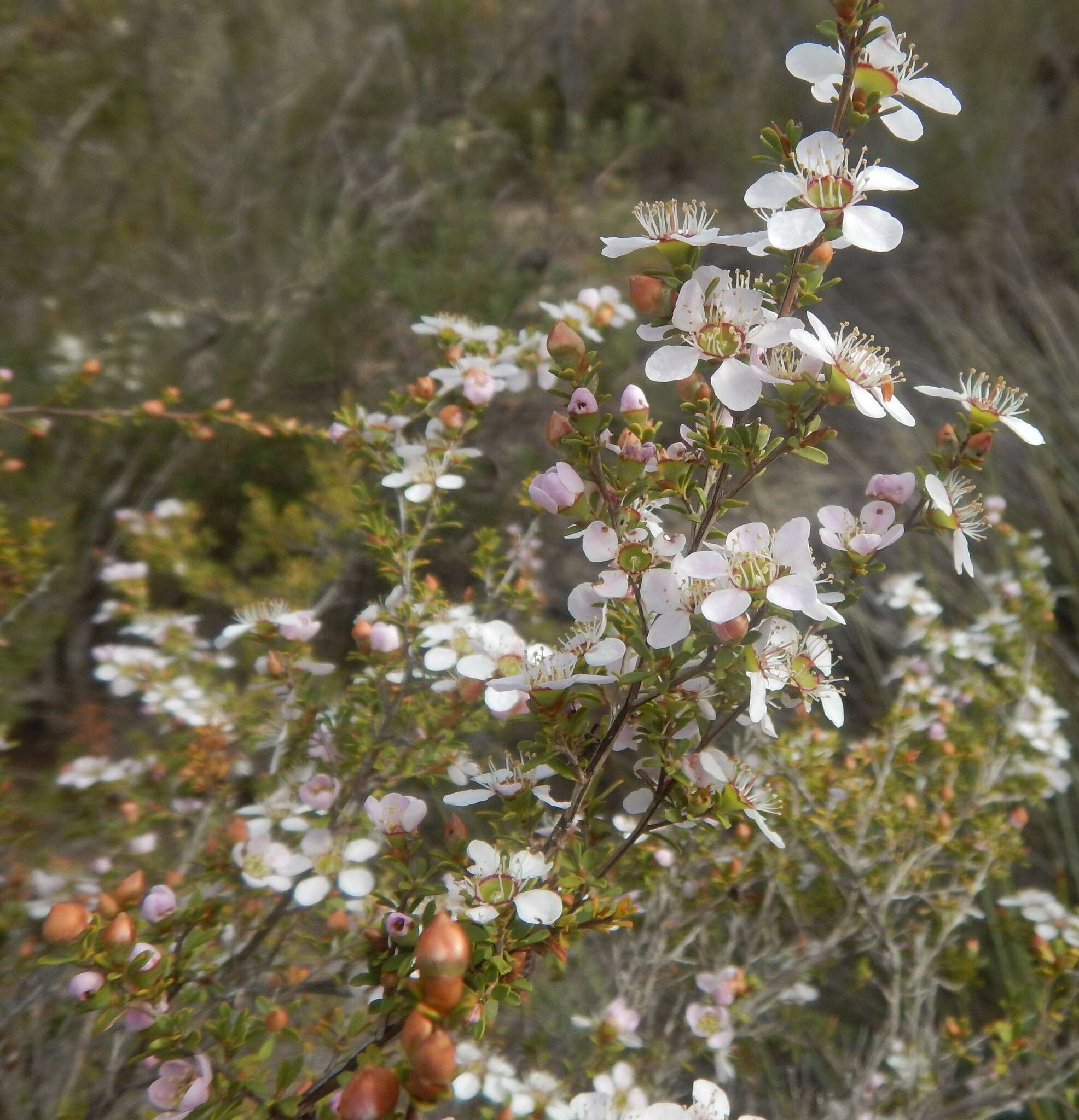 Sivun Leptospermum myrsinoides Schltdl. kuva