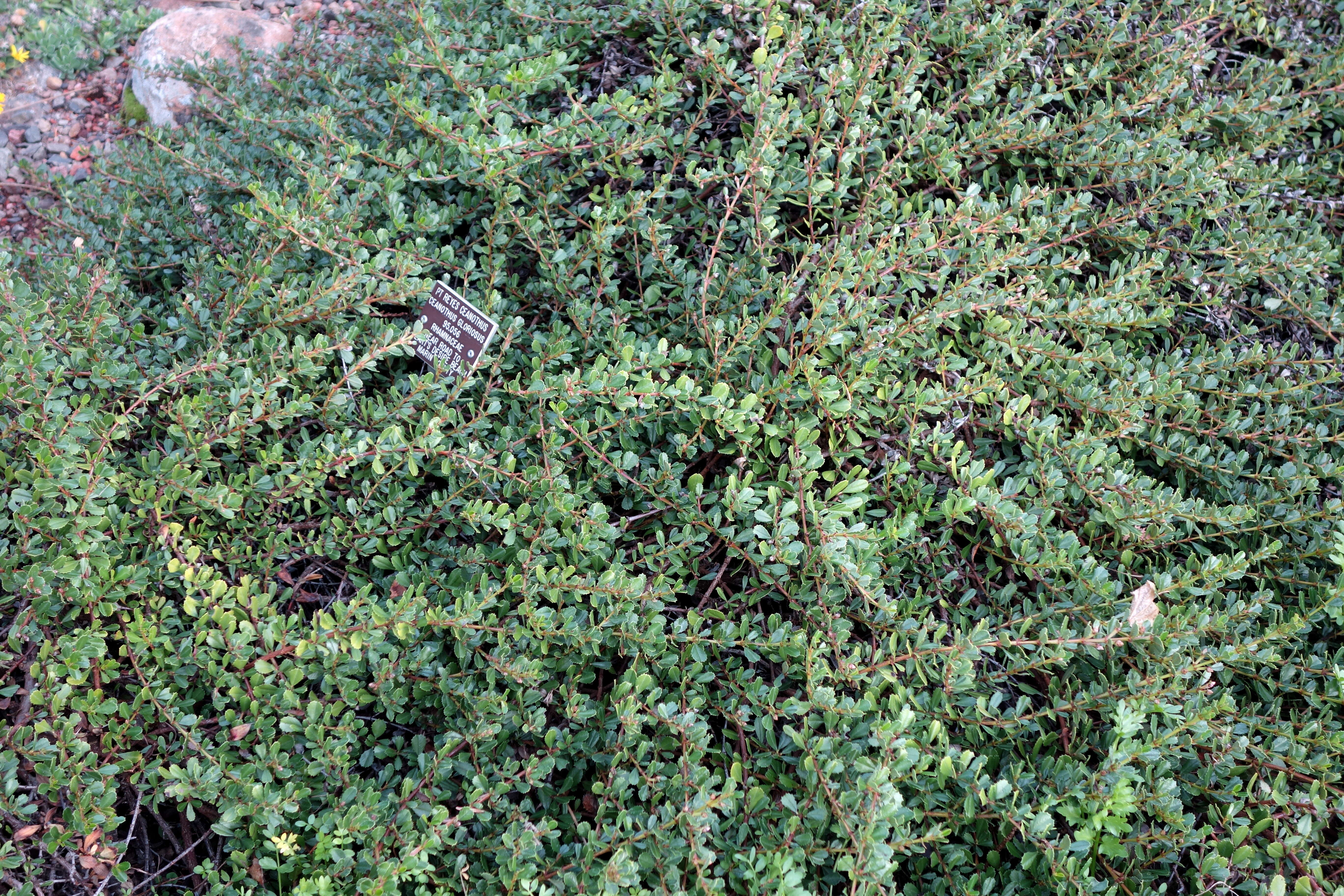 Image of Point Reyes ceanothus