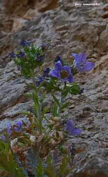 Image of Campanula laciniata L.