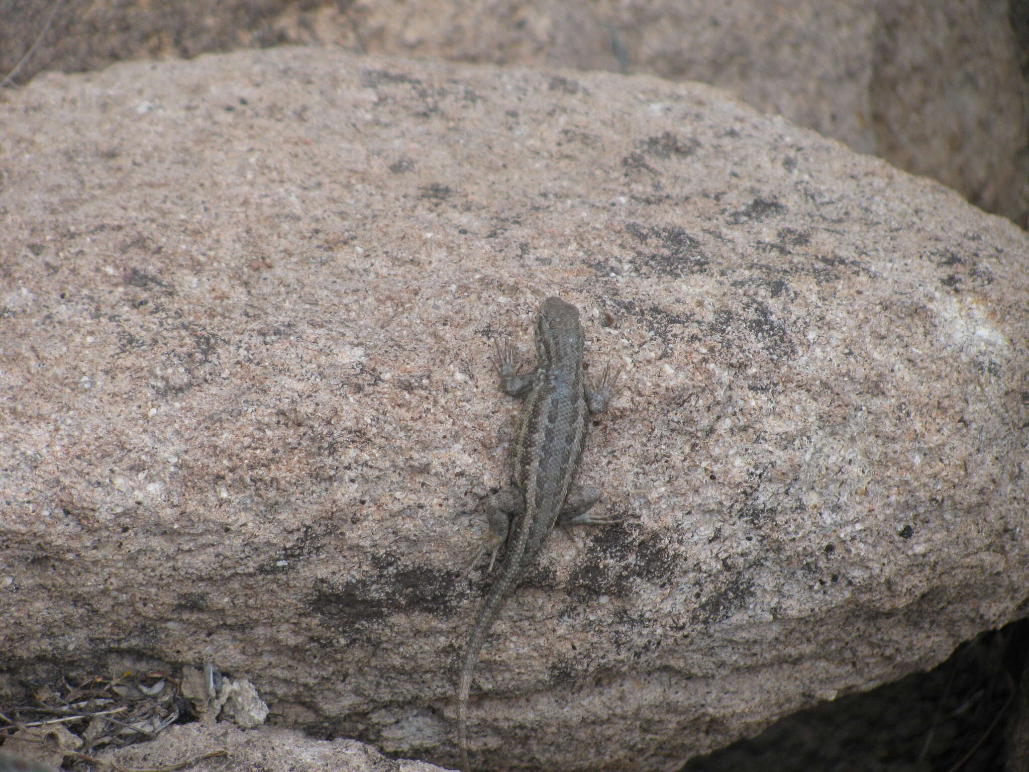 Image of Common Sagebrush Lizard