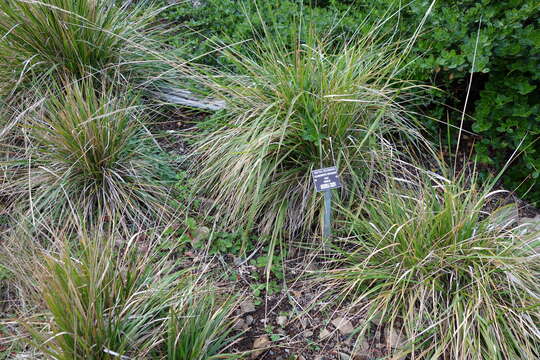 Image of Pacific reedgrass