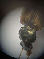 Image of Bembidion corgenoma Maddison 2020