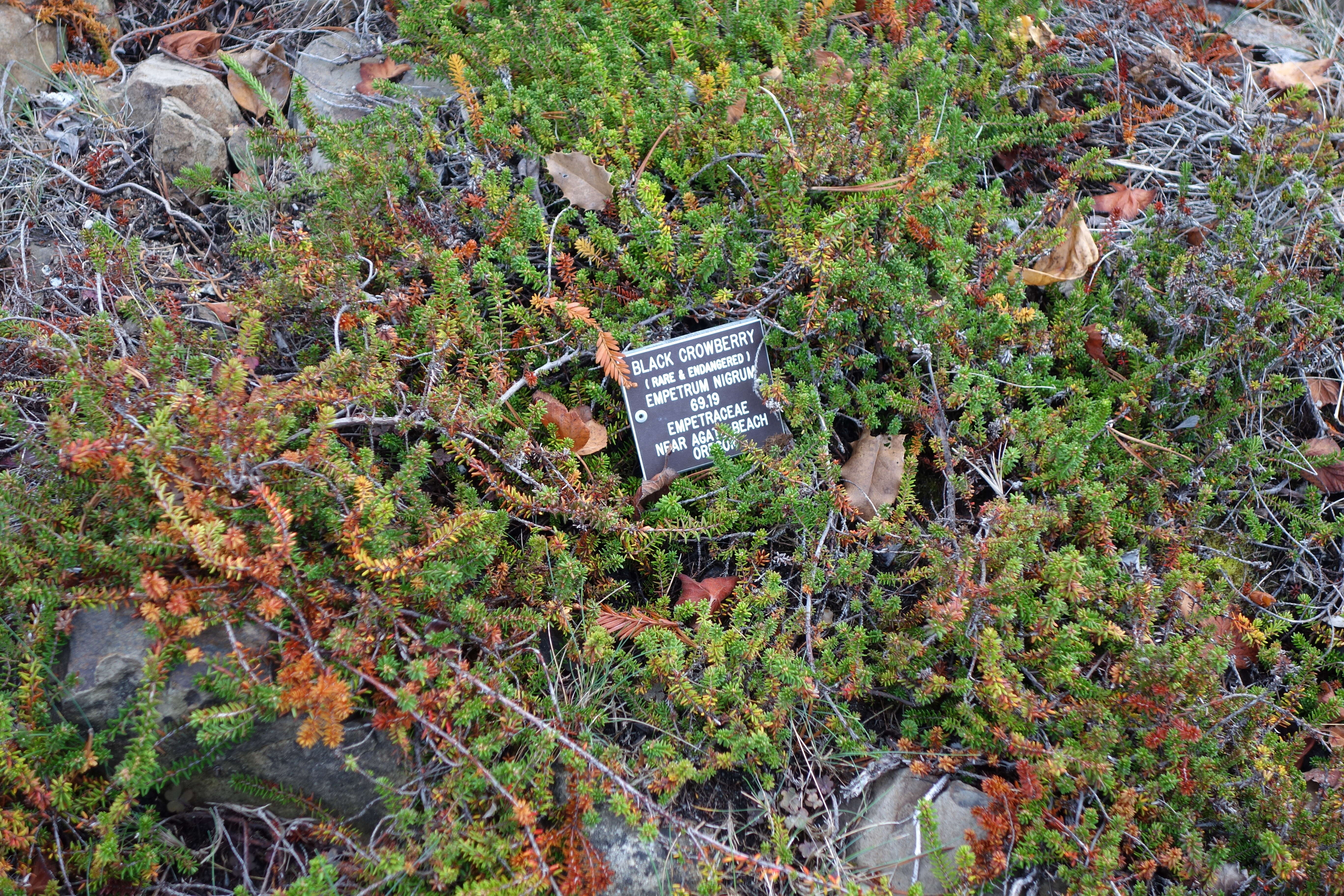 Image of black crowberry