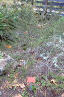 Image of sandscrub ceanothus