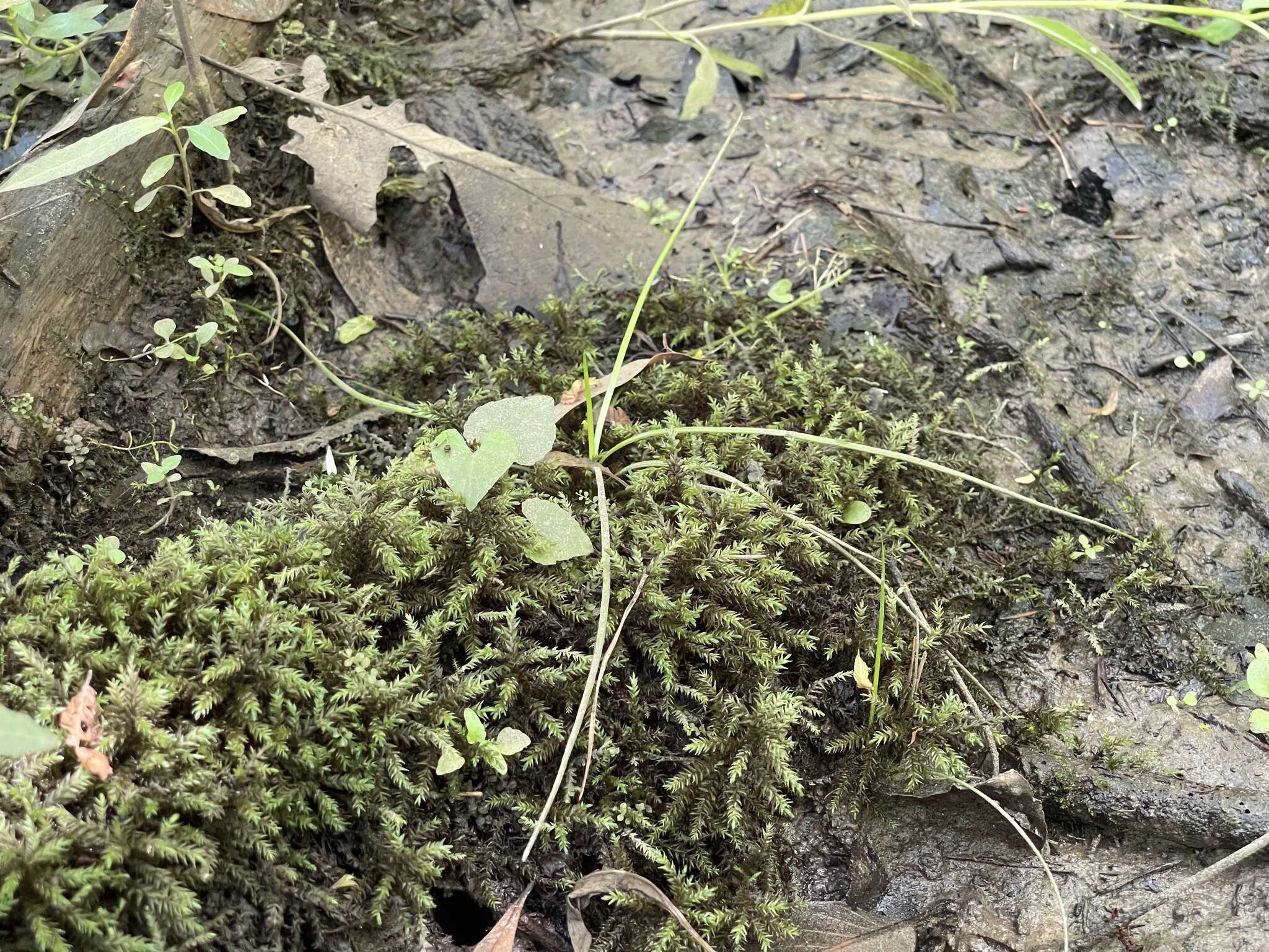 Image of Appalachian quillwort