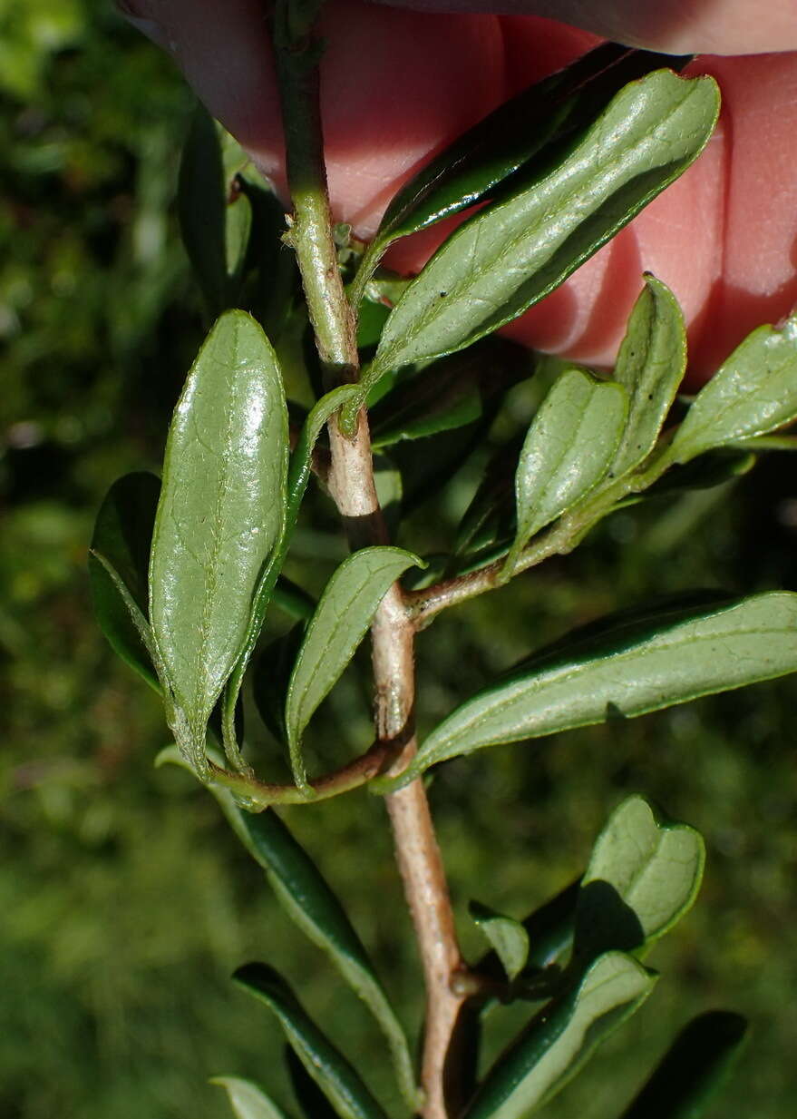 Sivun Diospyros simii (Kuntze) De Winter kuva