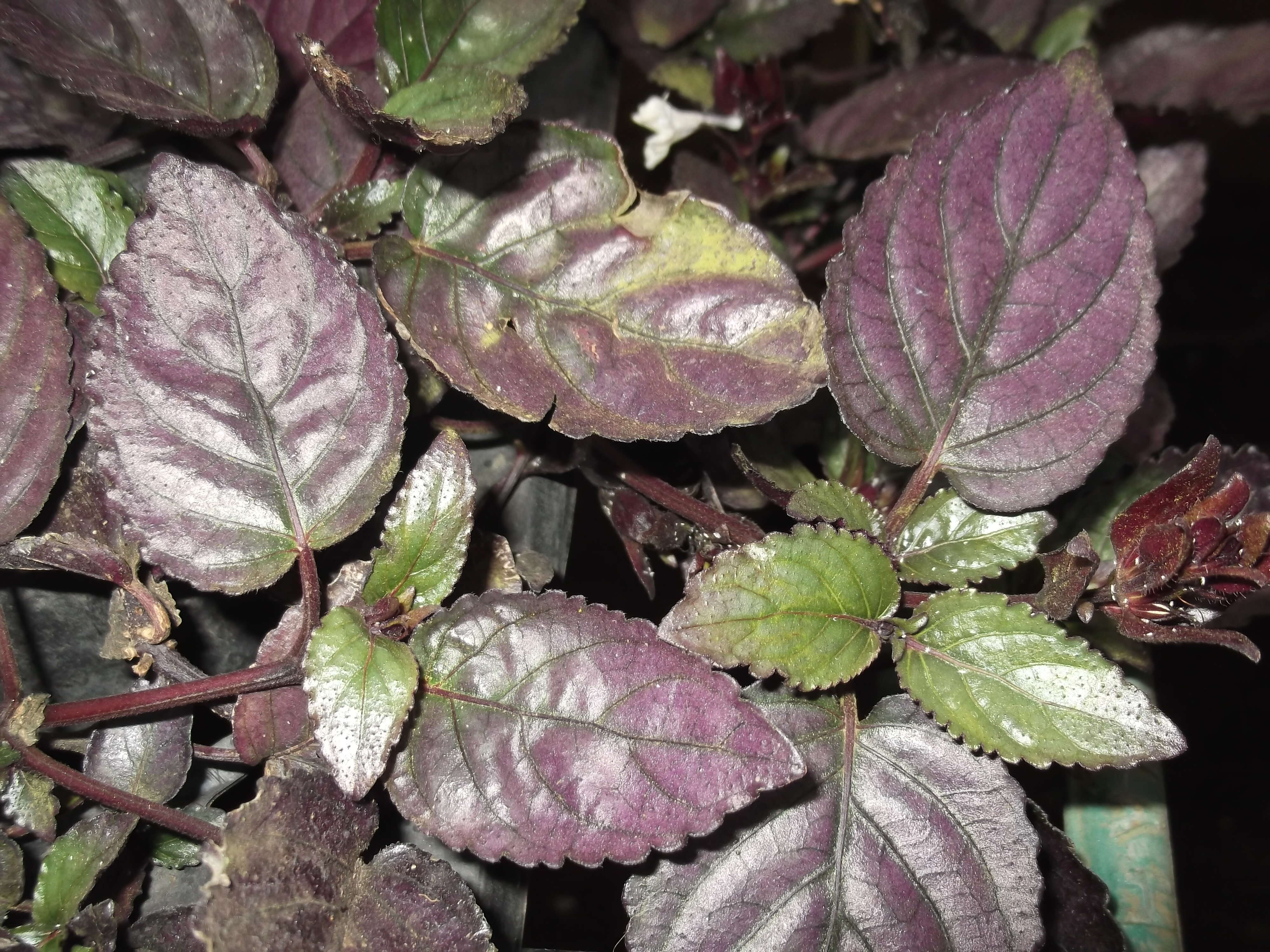 Plancia ëd Strobilanthes alternata (Burm. fil.) Moylan ex J. R. I. Wood