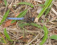 Слика од Orthetrum coerulescens (Fabricius 1798)