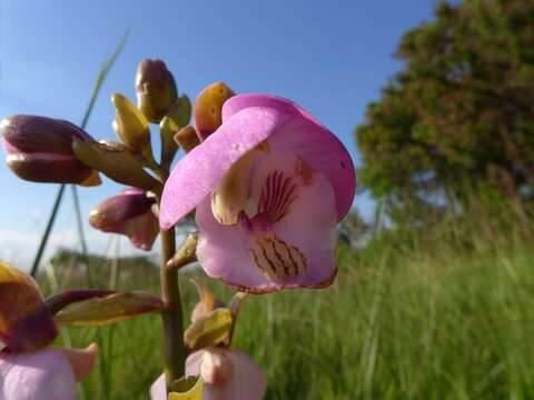 Image of Eulophia latilabris Summerh.