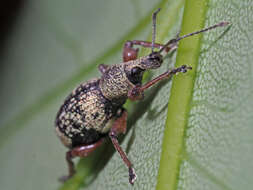 Imagem de Otiorhynchus (Majetnecus) lepidopterus (Fabricius 1794)