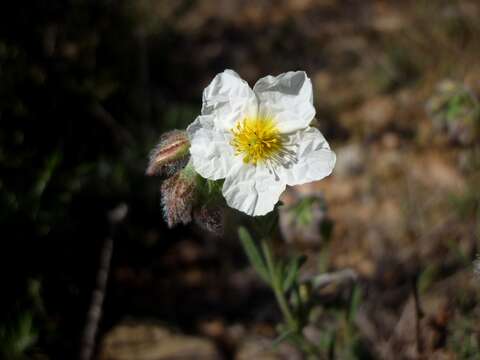 Image of White Rock-rose