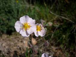 Image of White Rock-rose