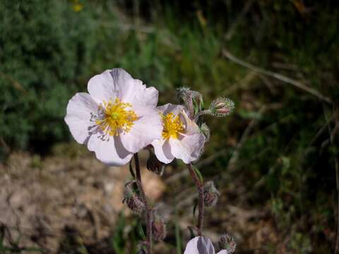 Image of White Rock-rose