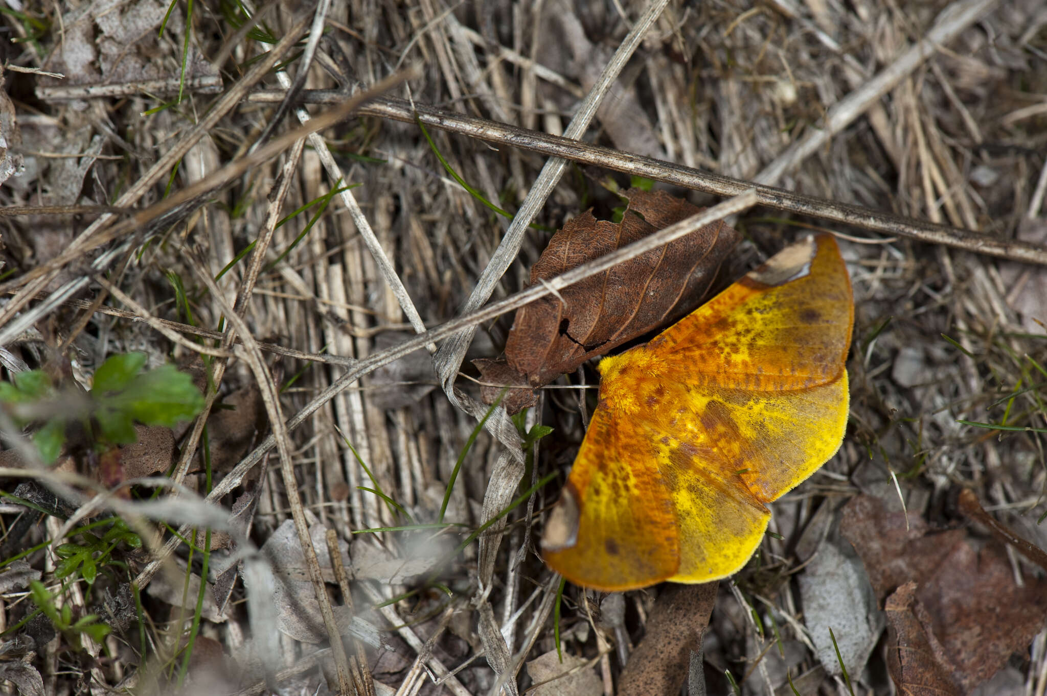 صورة Pseudomiza leucogonia Hampson 1895