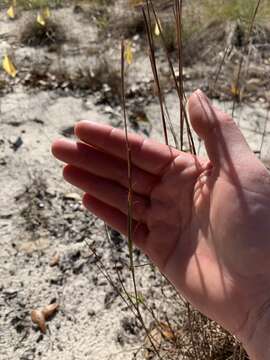 Schizachyrium niveum (Swallen) Gould resmi