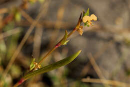 Image de Commelina subulata Roth