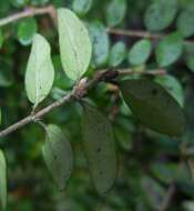 صورة Lonicera pileata var. yunnanensis (Franch.) Bernd Schulz