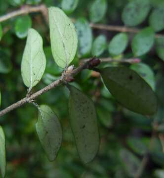 صورة Lonicera pileata var. yunnanensis (Franch.) Bernd Schulz