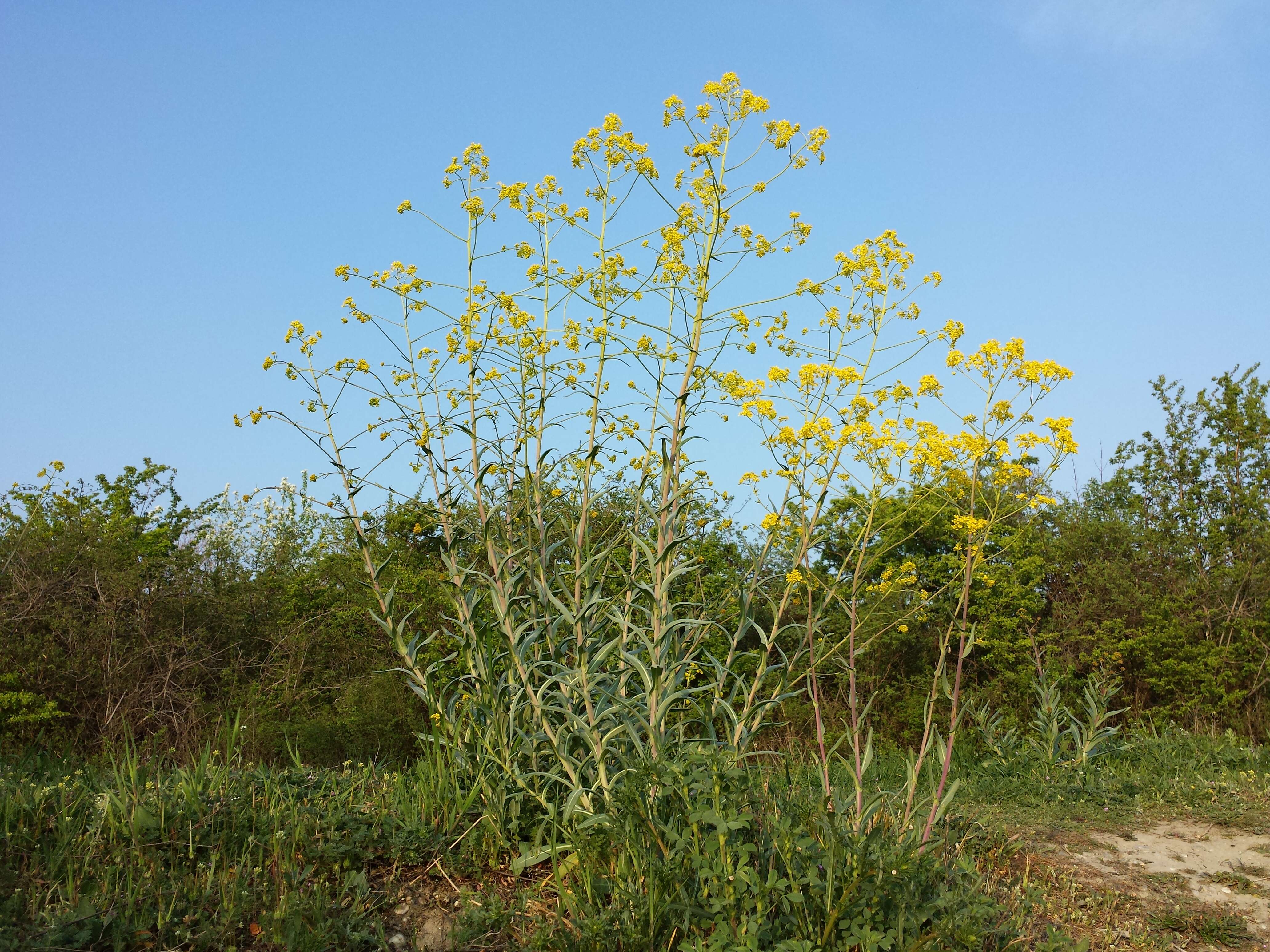 Image of woad