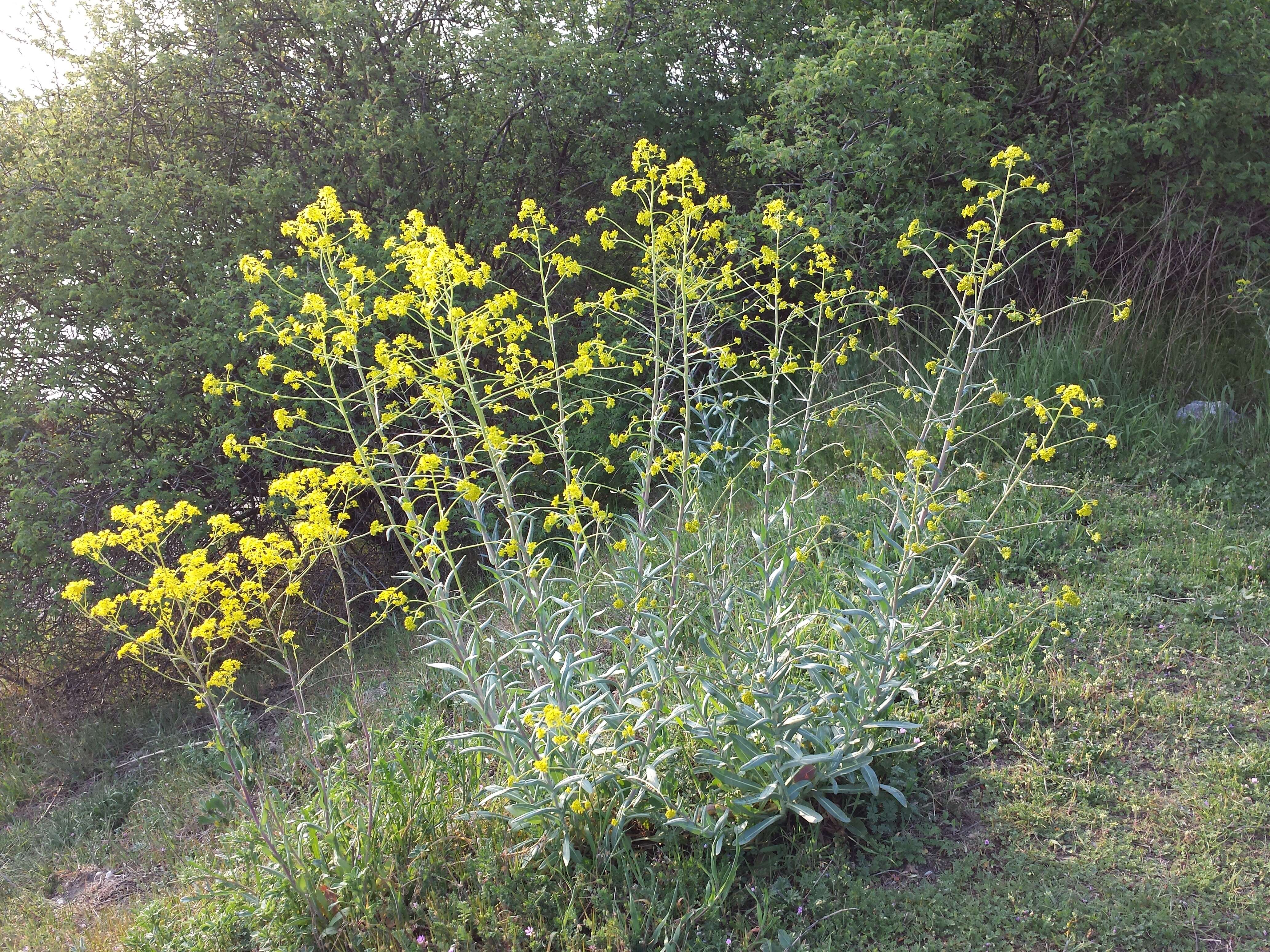 Image of woad