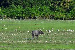 Imagem de Bubalus bubalis arnee (Kerr 1792)