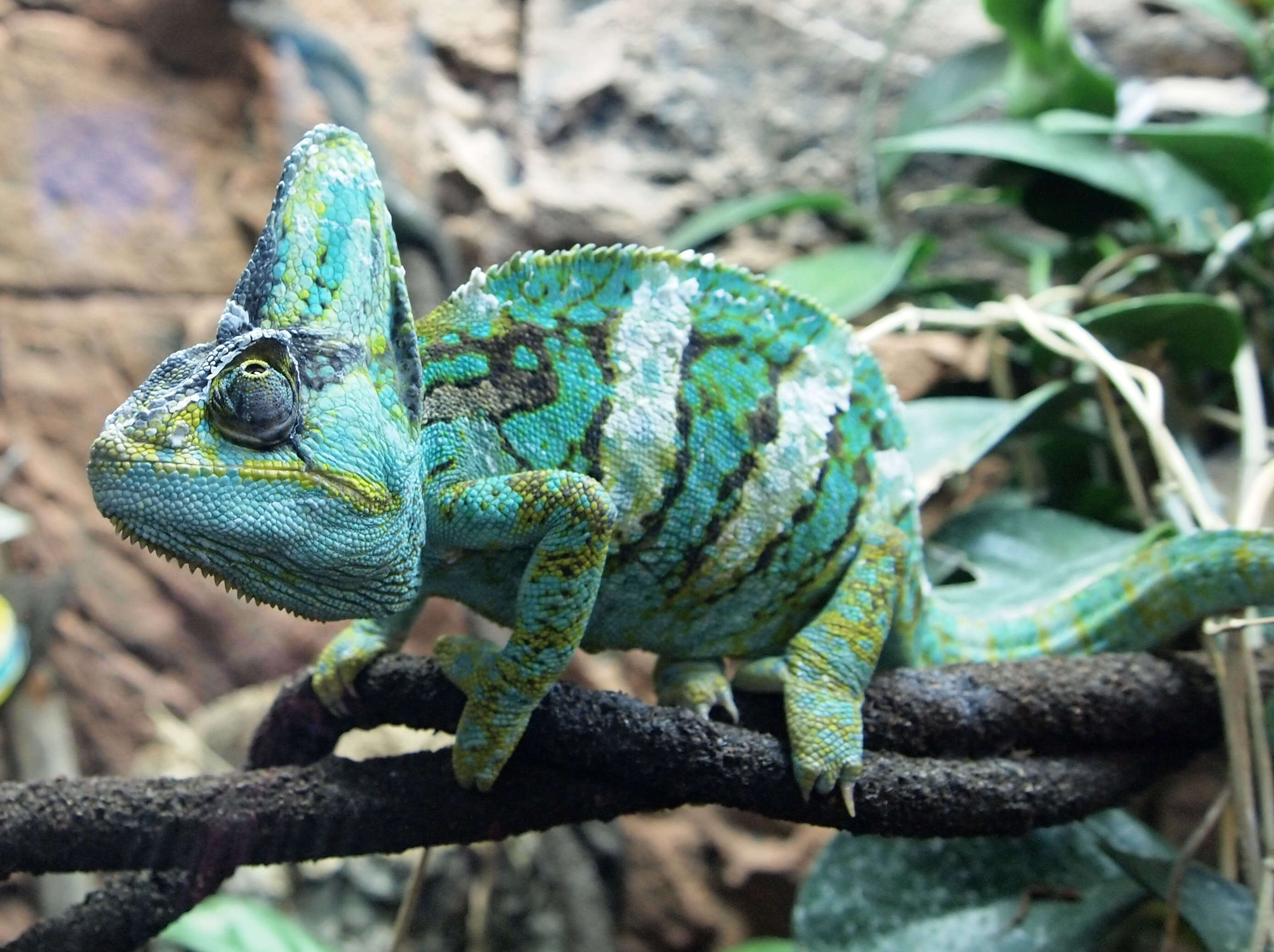 Image of Cone-head Chameleon