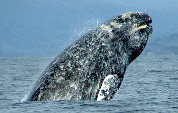 Image of gray whales