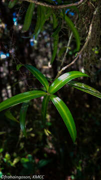 Image of Podocarpus madagascariensis Baker