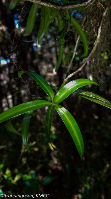 Image of Podocarpus madagascariensis Baker