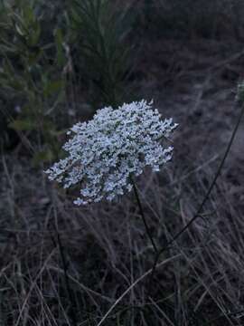 Image of Queen Anne's lace