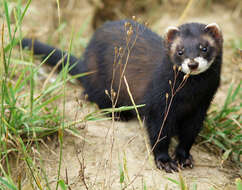 Image of western polecat, polecat