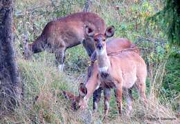 Image de Tragelaphus buxtoni (Lydekker 1910)