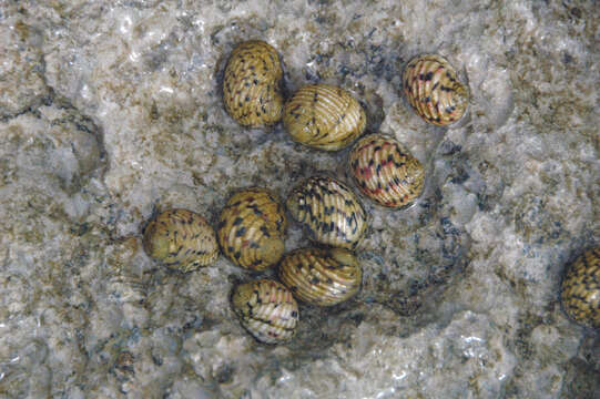 Image of four-tooth nerite