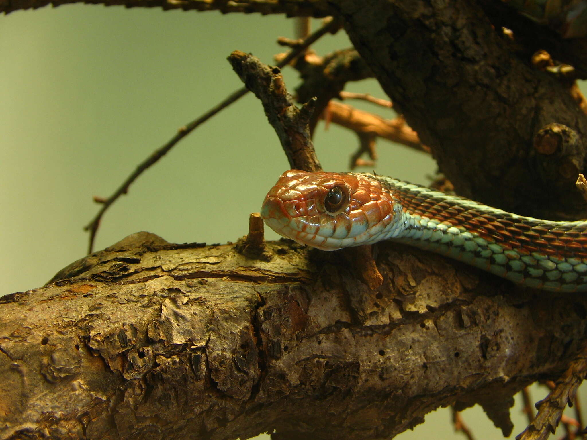 Image of Common Garter Snake