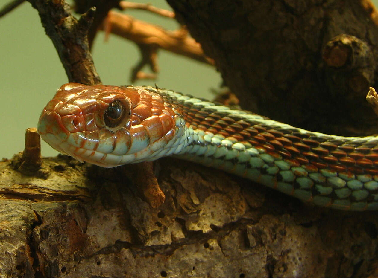 Sivun Thamnophis sirtalis tetrataenia (Cope ex Yarrow 1875) kuva