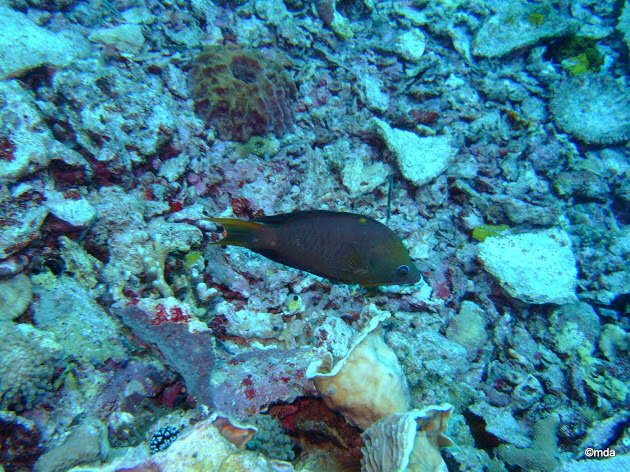 Image of Dwarf slingjaw wrasse