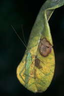 Image of Redtenbachus viridipennis (Redtenbacher 1891)