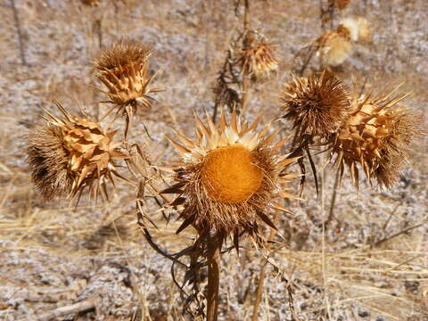 Image of cardoon