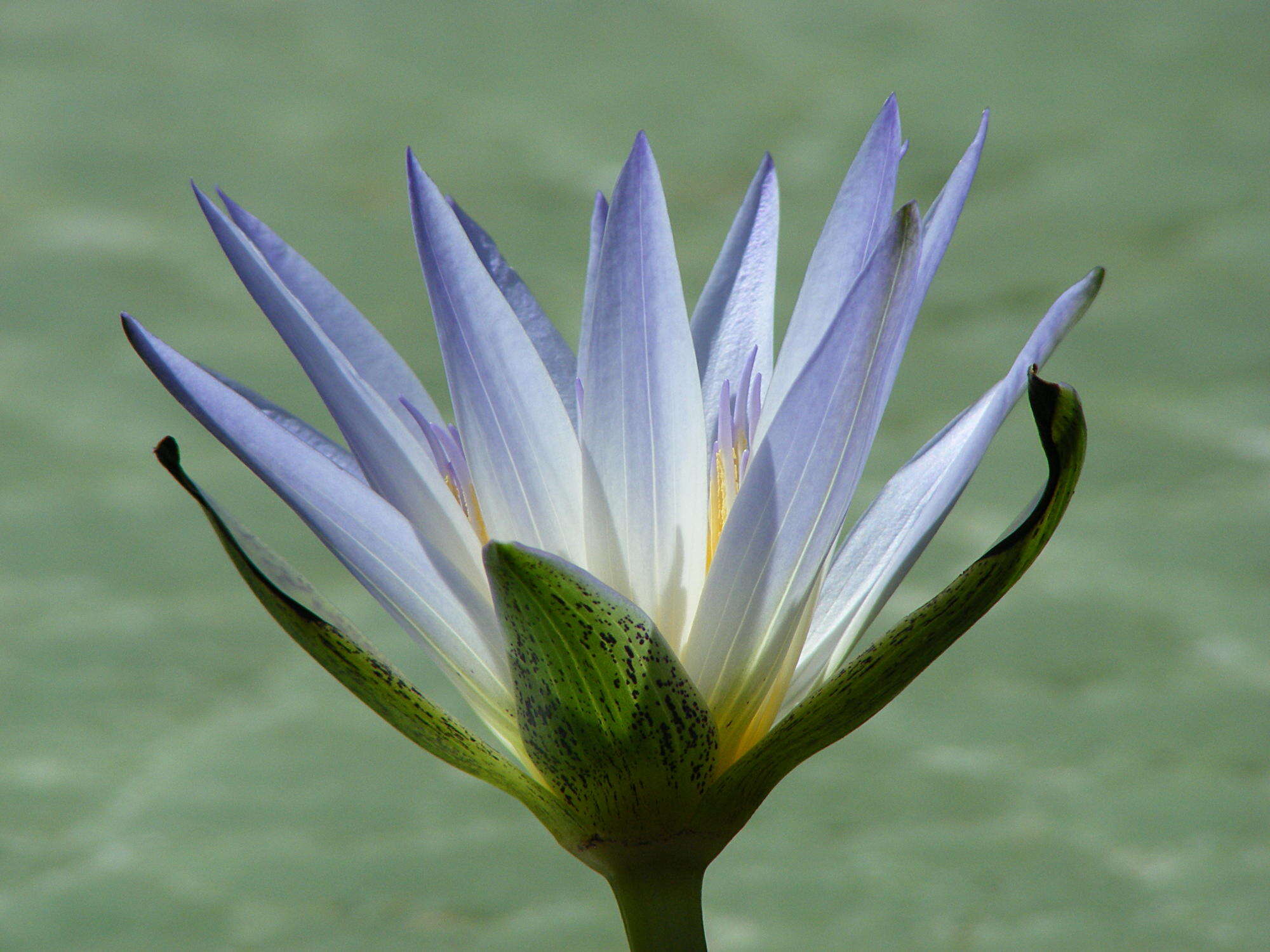 Image de Nénuphar bleu