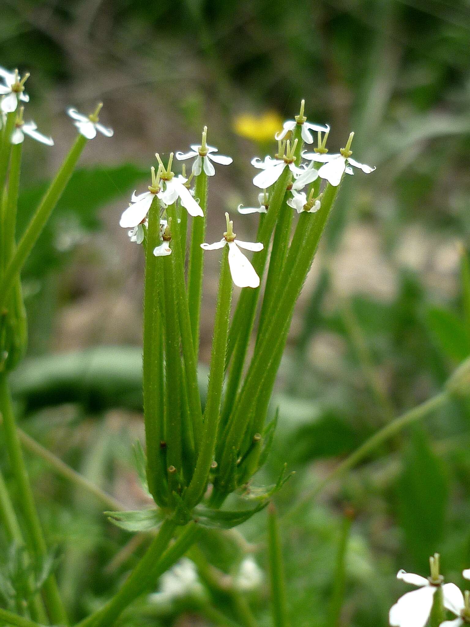 Image of shepherdsneedle