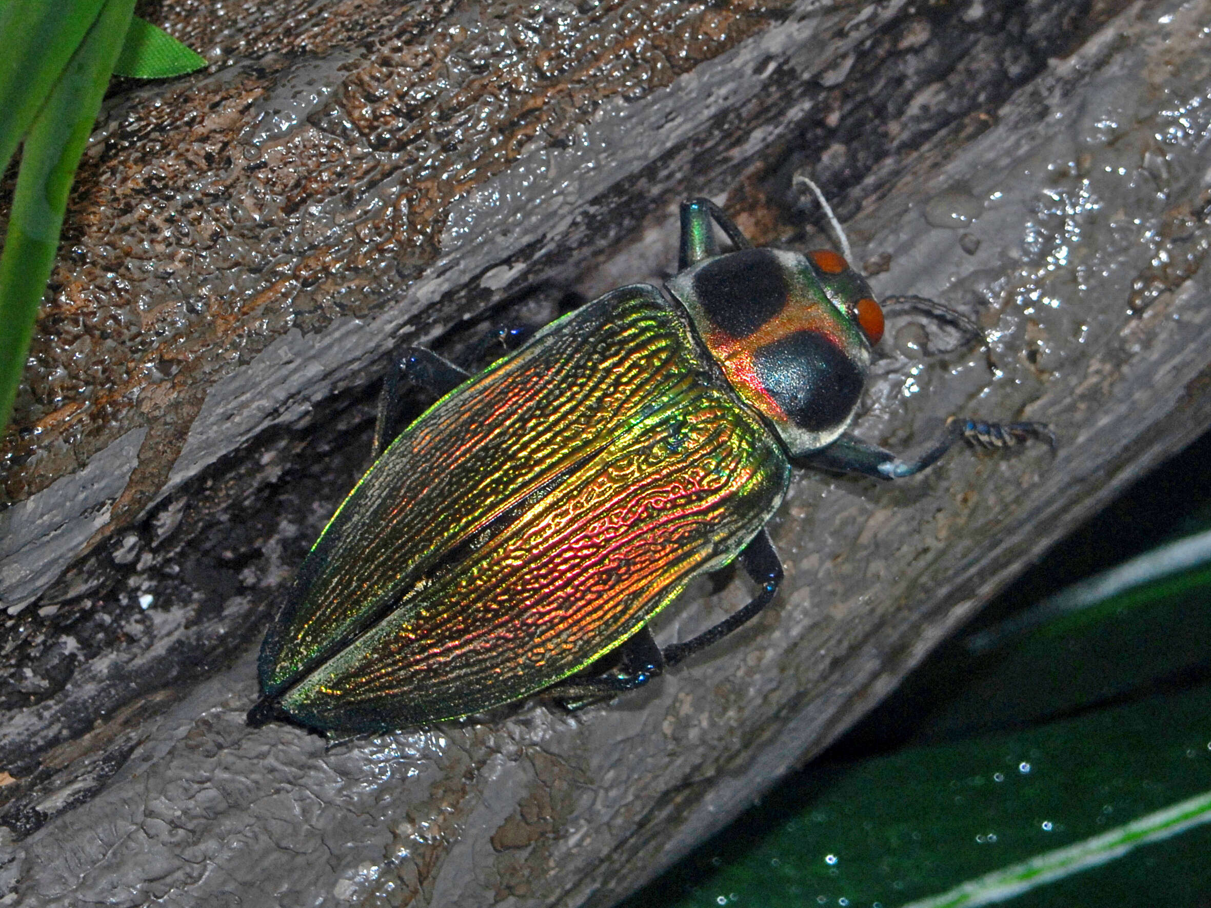 Image of Euchroma giganteum (Linnaeus 1758)