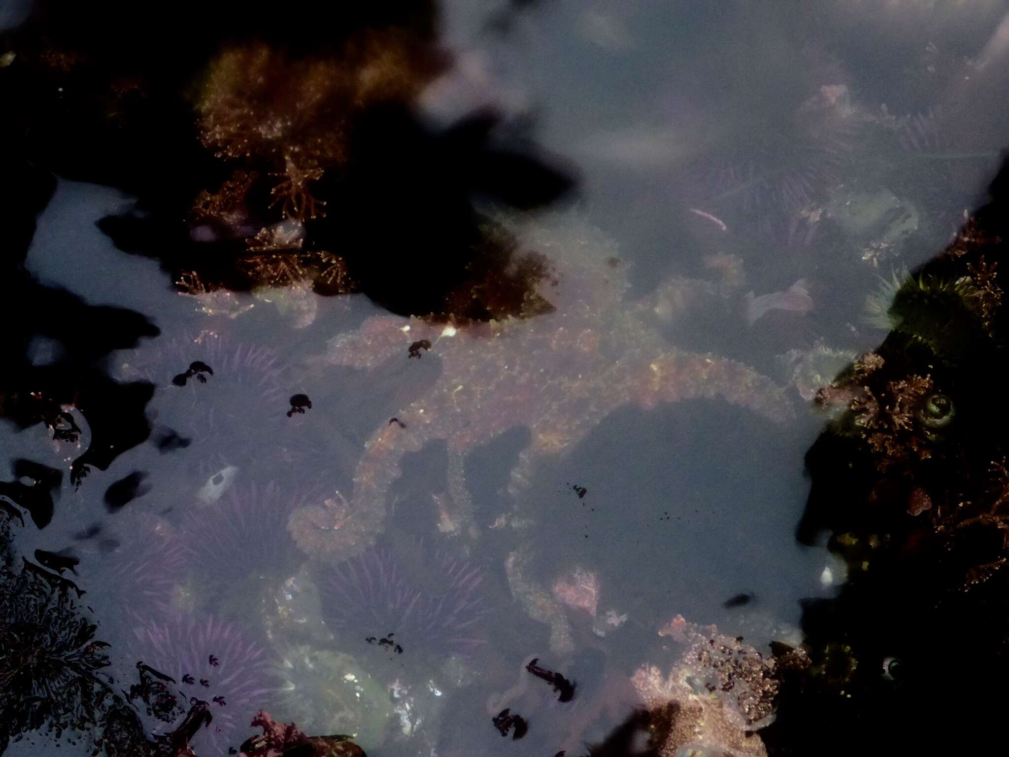 Image of East Pacific red octopus