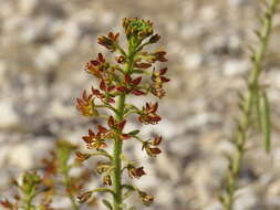 Image of Cleome arabica L.