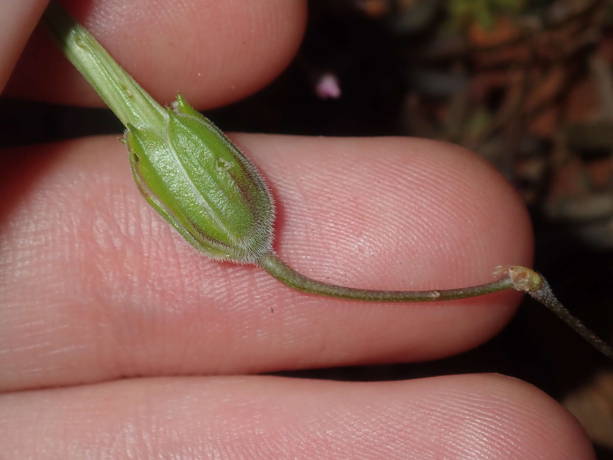 Image of Australian stork's bill