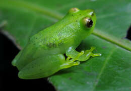 Image of Water Lily Frog