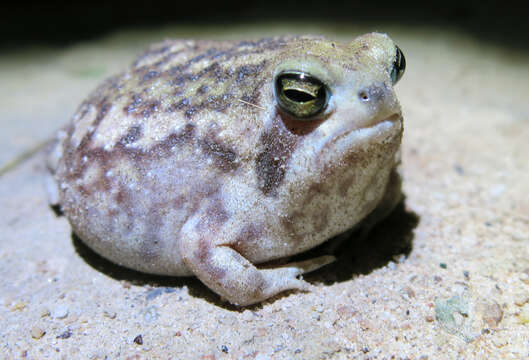 Image of Common Rain Frog