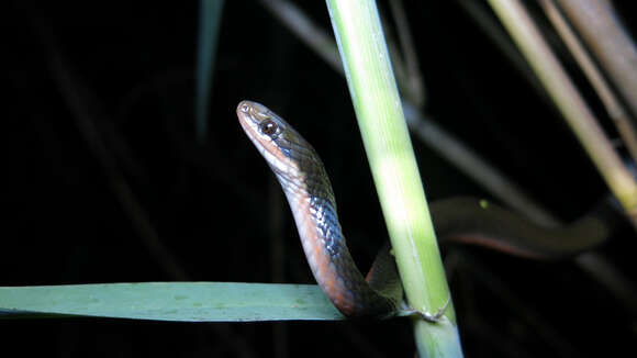 Image of Common Brown Water Snake